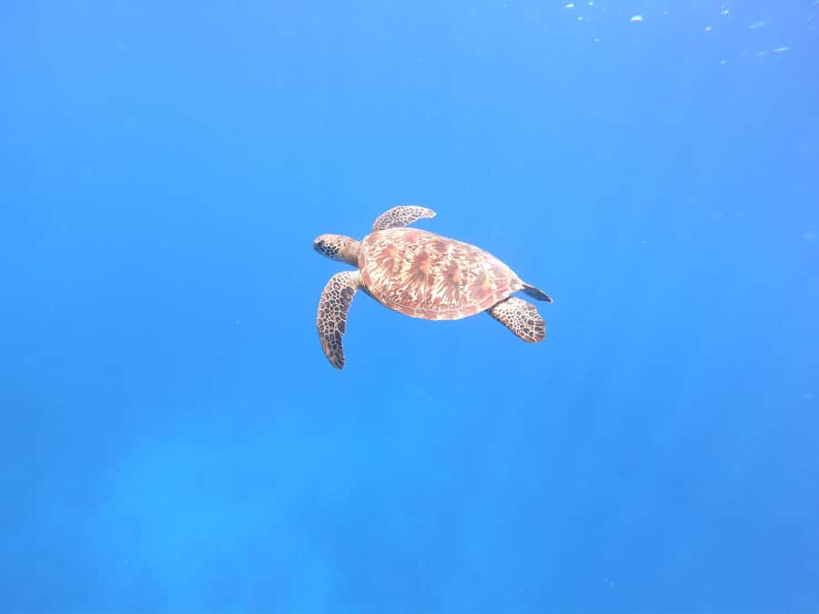 Tahiti island: 4 hours Snorkeling Tour - Key points before you book