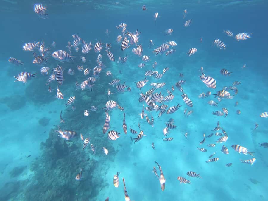 Tahiti island: 4 hours Snorkeling Tour - Is $187 per person good value?
