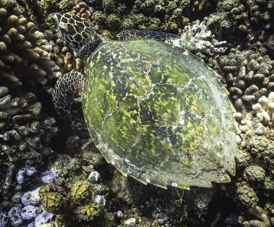 Tahiti island: 4 hours Snorkeling Tour - Who will enjoy this most?