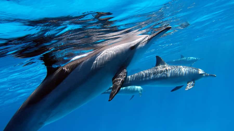 Tahiti island: 5 hours Snorkeling Picnic - What the five-hour Tahiti boat trip feels like
