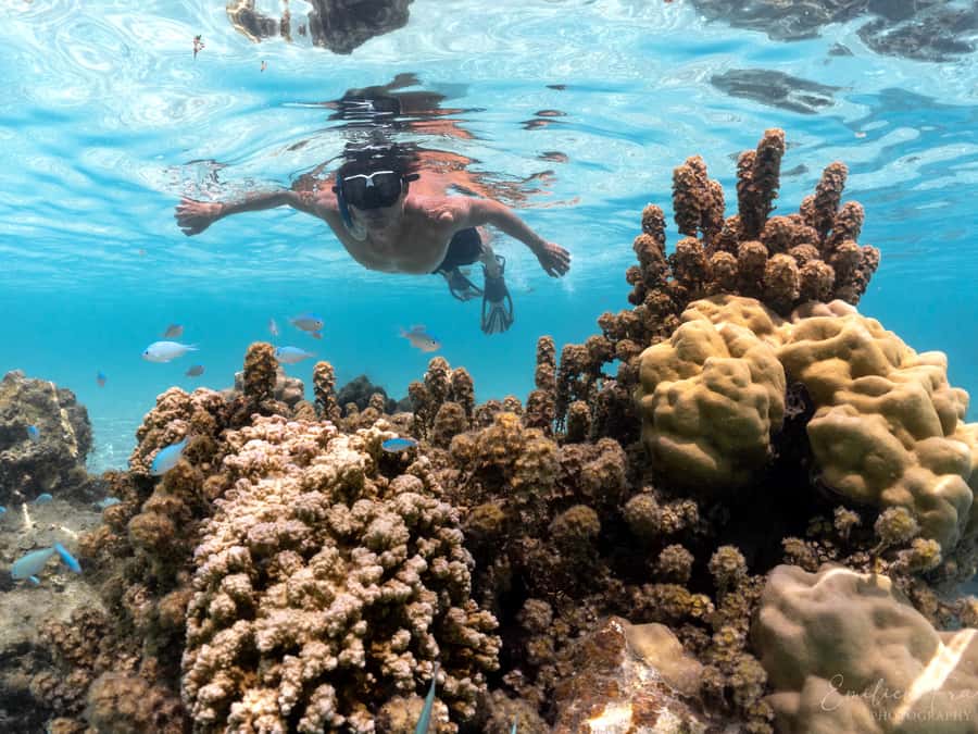 Tahiti island: 5 hours Snorkeling Picnic - The Aquarium site and its underwater wrecks