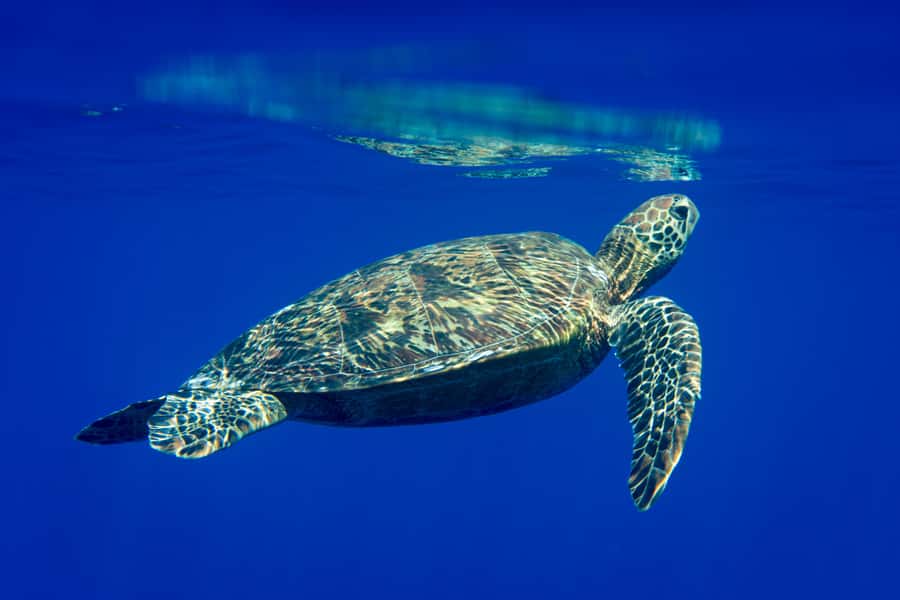 Tahiti island: 5 hours Snorkeling Picnic - Is $227 per person good value?