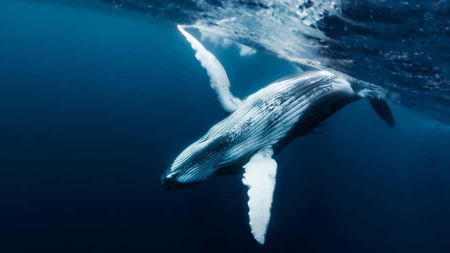 Tahiti island: Whale watching Experience - Five Hours Searching Tahiti’s Humpback Whales