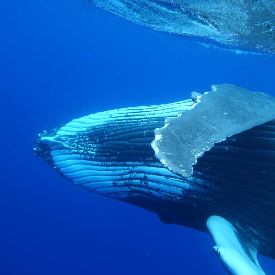 Tahiti island: Whale watching Experience - A Small Boat With Room for Real Guidance