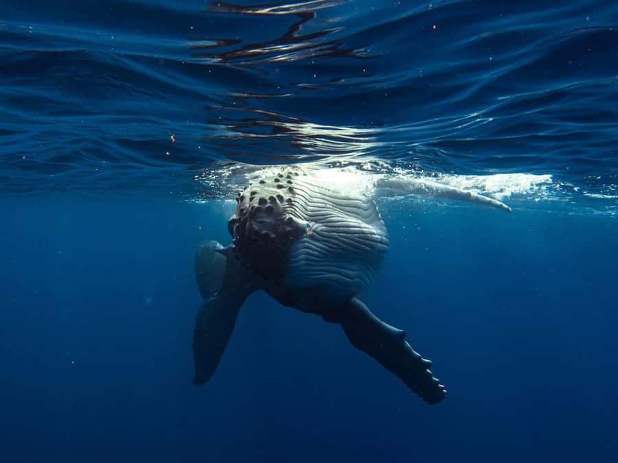 Tahiti island: Whale watching Experience - Swimming Near Humpbacks Requires Honest Self-Assessment