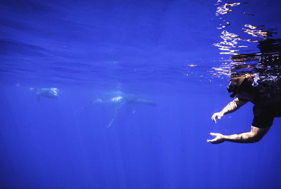 Tahiti island: Whale watching Experience - Respect for the Animals Is Not Just Marketing