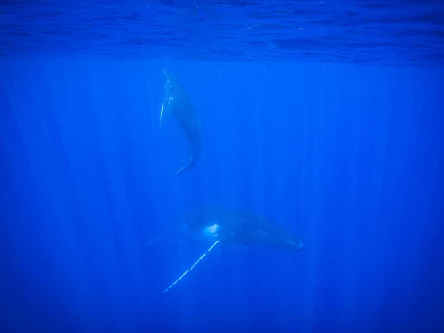Tahiti island: Whale watching Experience - What the $227 Price Really Buys