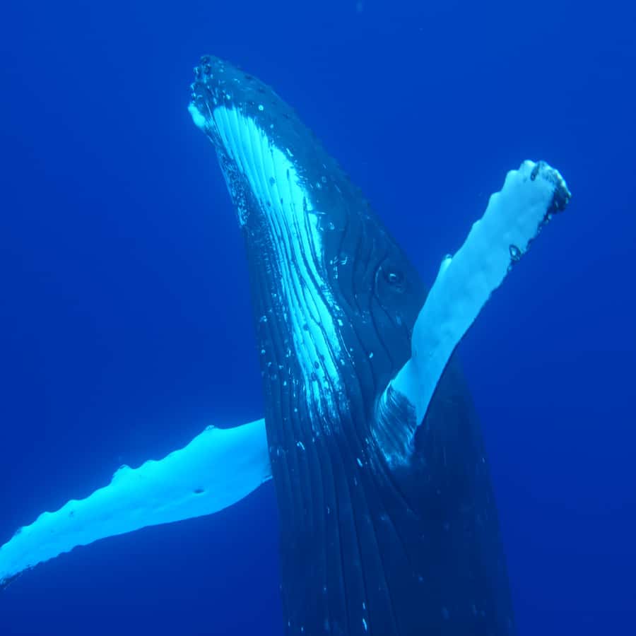 Tahiti island: Whale watching Experience - Who Will Enjoy This Most