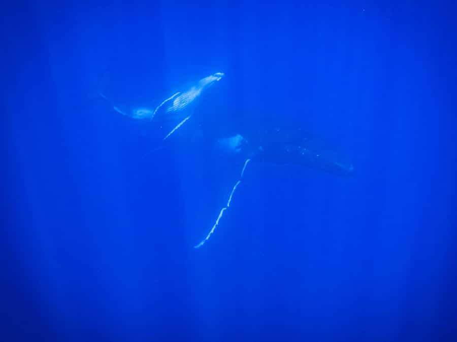 Tahiti island: Whale watching Experience - Language, Cancellation, and Practical Booking Notes