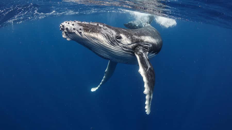 Tahiti island: Whale watching Experience - Watching From the Boat Comes First