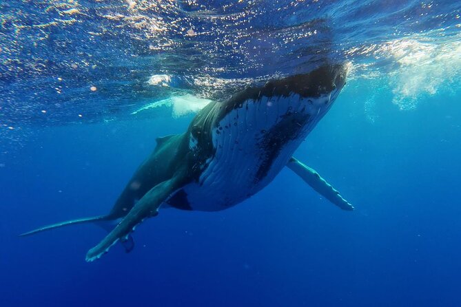 Tahiti, land of whales: a unique experience! - Meeting Tahiti’s sea turtles