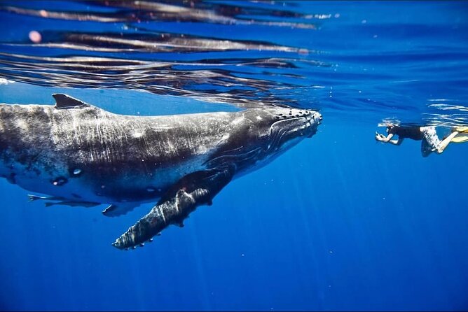 Tahiti, land of whales: a unique experience! - Ending at the Taapuna sandbank