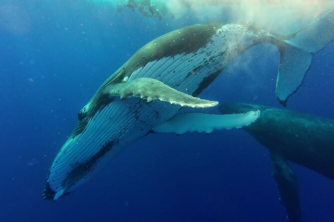 Tahiti, land of whales: a unique experience! - Who will get the most from the Kaoriki