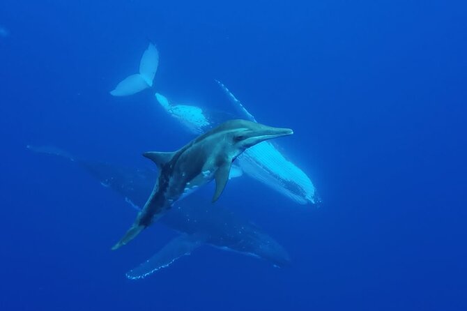 Tahiti, land of whales: a unique experience! - Timing, weather, and cancellation details