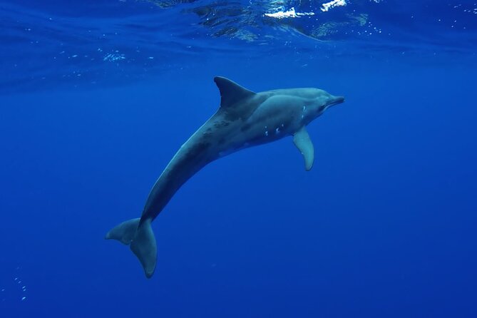 Tahiti, land of whales: a unique experience! - Entering the water with the supplied snorkeling gear