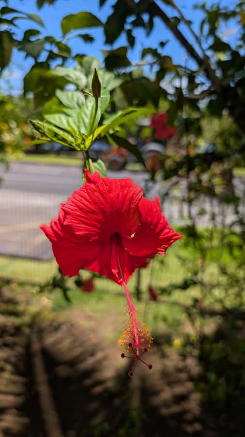 Tahiti: Northeast Coast Waterfalls&Viewpoints Half Day Tour - Point Venus and Captain Cook’s 1769 observation