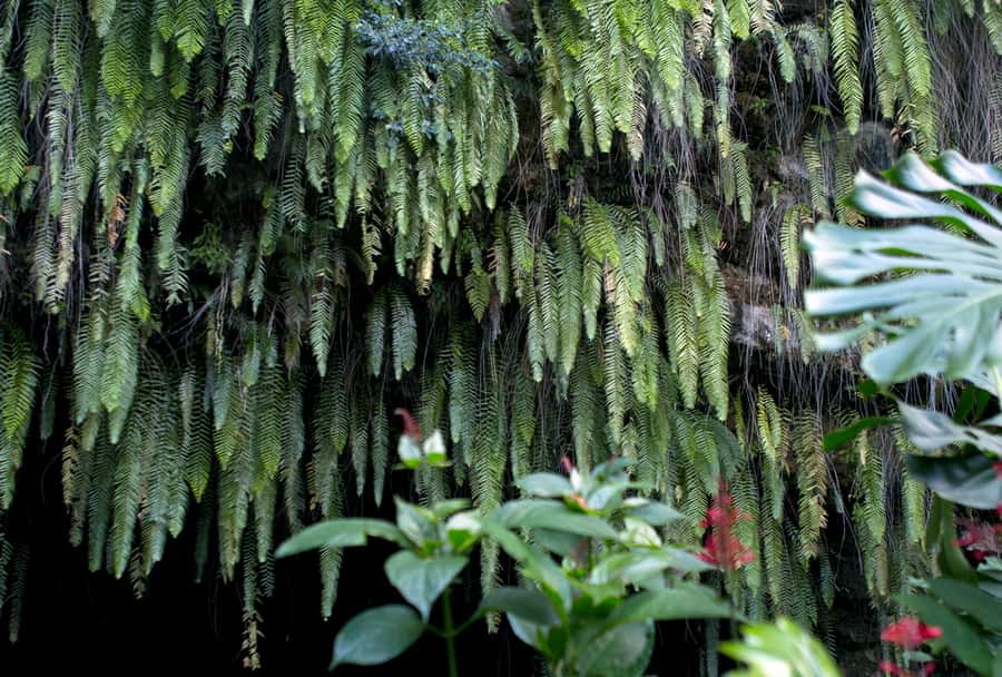 Tahiti: Private Half Day Culture and Nature Highlights Tour - Marae Arahurahu and Tahiti’s sacred past