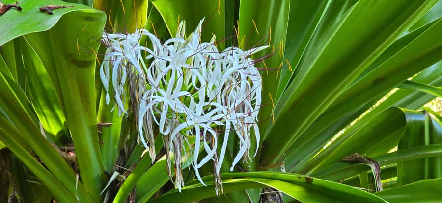 Tahiti: Private Half Day Culture and Nature Highlights Tour - Vaipahi Water Gardens and tropical plant life