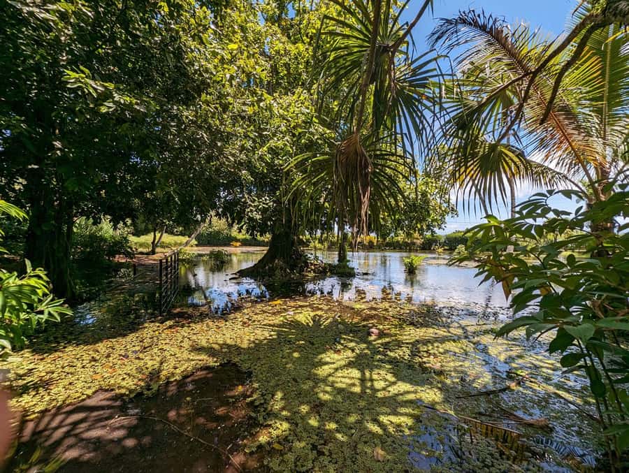 Tahiti Private Half Day Tour. Nature, history and culture - Ārahurahu Marae: begin with respect