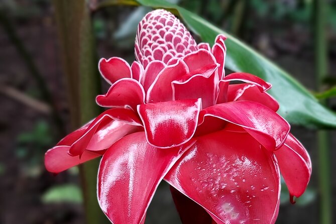 Tahiti's West Coast Private 4 hour Tour with Lydia, - Vaipahi Water Gardens and older purification rites