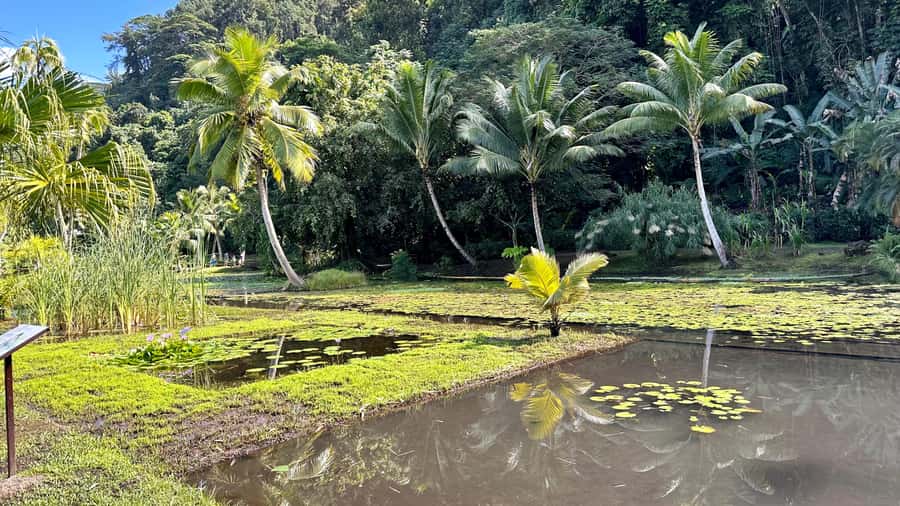Tahiti : Tour de l’île Côte Est et Côte Ouest (Full Day) - Luxury transport matters in Tahiti’s climate
