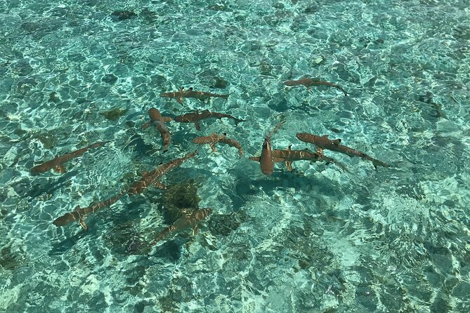 Toa Boat Bora Bora Private Lagoon tour with Lunch on Entertainer Bar Boat - Drinks, music, and the relaxed afternoon mood