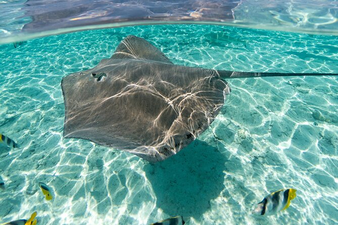 Toa Boat Bora Bora Private Lagoon tour with Lunch On Majestic Pontoon Boat - Price, timing, and weather considerations