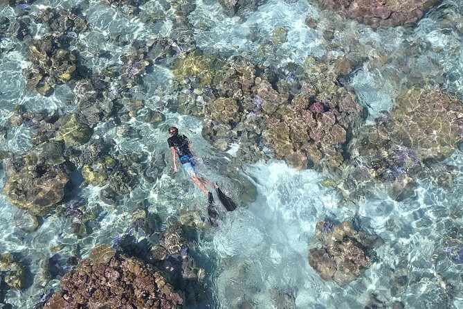 Tohora Bora Bora Snorkeling Lagoon Tours - Blacktip sharks, dolphins, and the open sea
