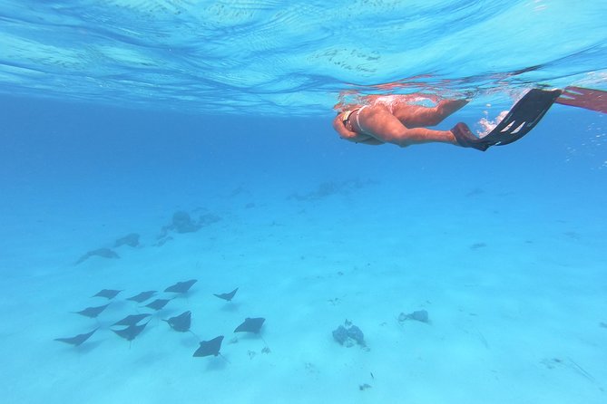 Tohora Bora Bora Snorkeling Lagoon Tours - Timing, group size, and the real schedule