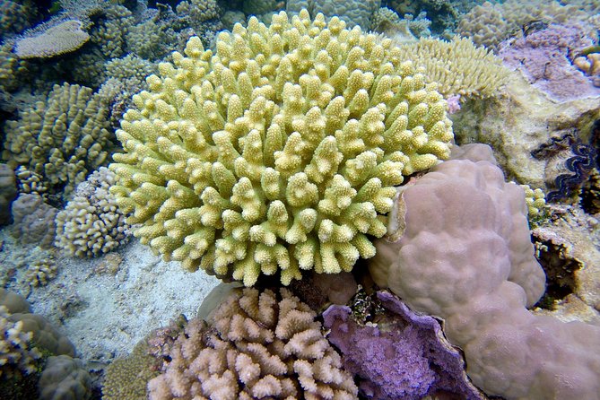 Tohora Bora Bora Snorkeling Lagoon Tours - Coral gardens and small reef life