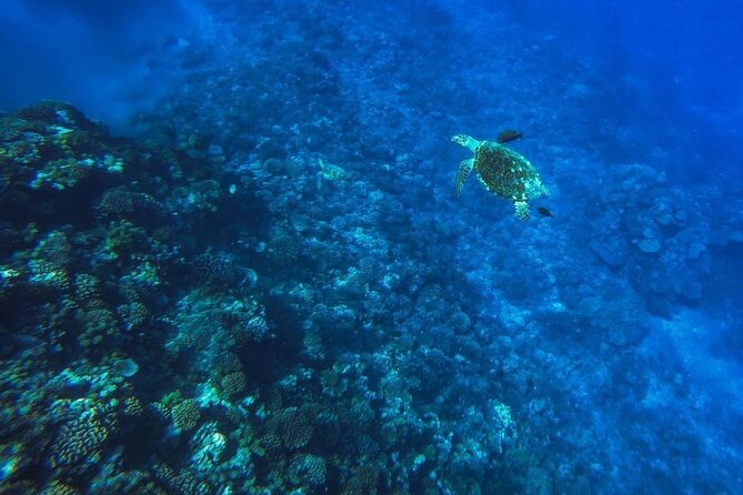 Want to escape? Treat yourself to a snorkeling session in Tahiti! - Why this four-hour Tahiti trip feels different