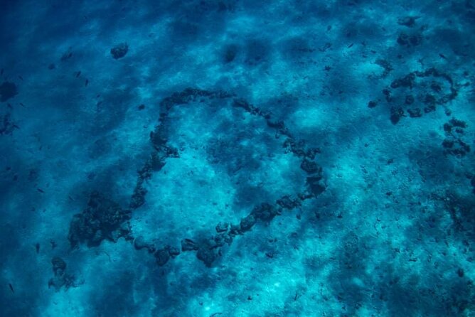 Want to escape? Treat yourself to a snorkeling session in Tahiti! - Watching dolphins in Nuuroa Bay