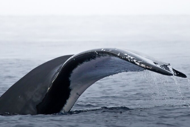 Watch and Swim with Humpback Whales in Moorea - Why this Moorea whale trip feels different