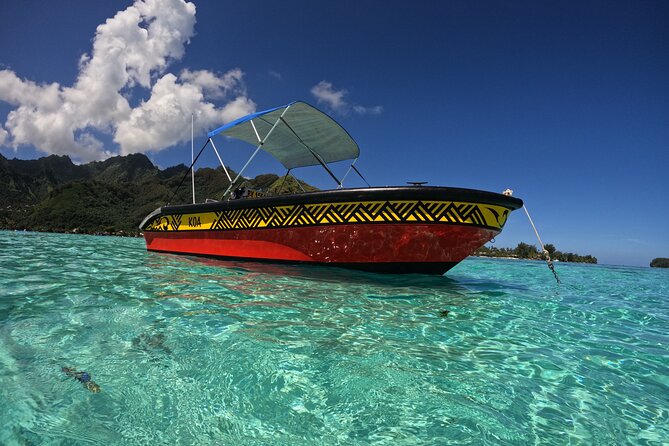 Watch and Swim with Humpback Whales in Moorea - Entering the water near a whale