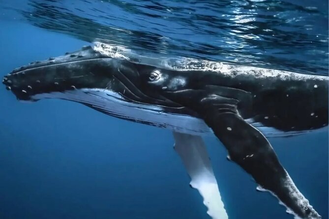 Watch and Swim with Humpback Whales in Moorea - A possible sperm whale surprise