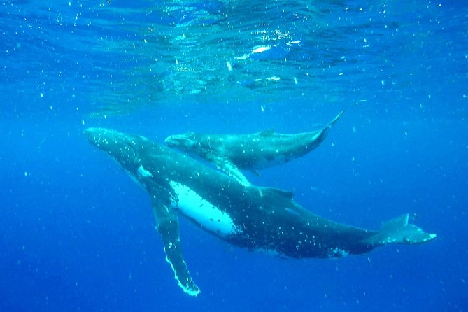 Whale Tour - Observe and swim with whales - Starting at Enjoy Boat Tours Moorea