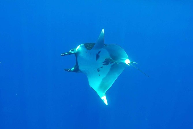 Whale Tour - Observe and swim with whales - The short Moorea lagoon snorkeling stop