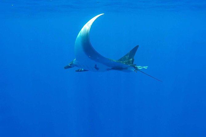 Whale Tour - Observe and swim with whales - Is $270.63 a fair price?
