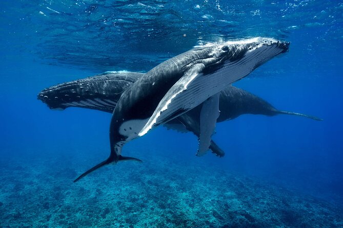 WHALE TOUR - Watching and Swimming with Whales - Meeting the Boat at Moorea’s Cruise Quay