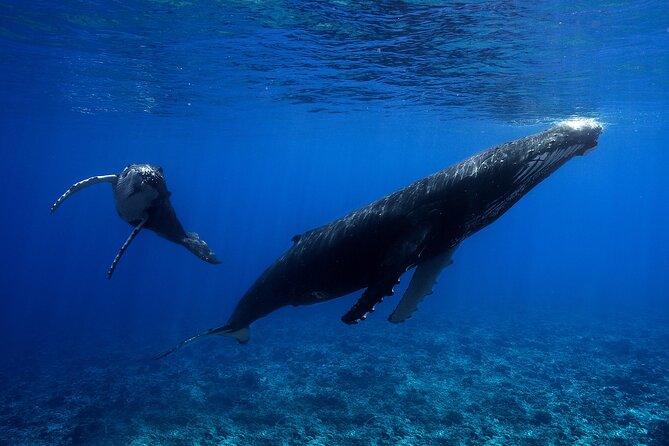 WHALE TOUR - Watching and Swimming with Whales - Mother-and-Calf Encounters Near Moorea