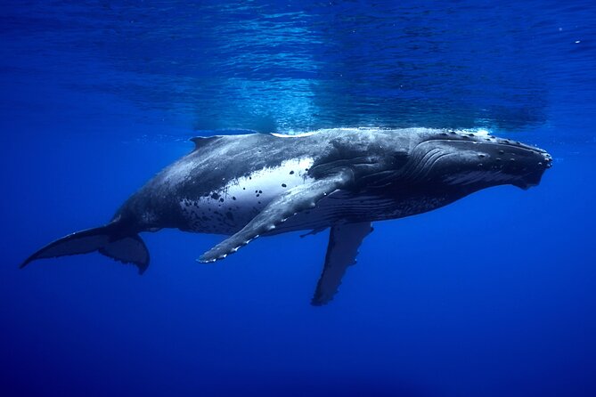 WHALE TOUR - Watching and Swimming with Whales - Small Group Promise and a Group-Size Question