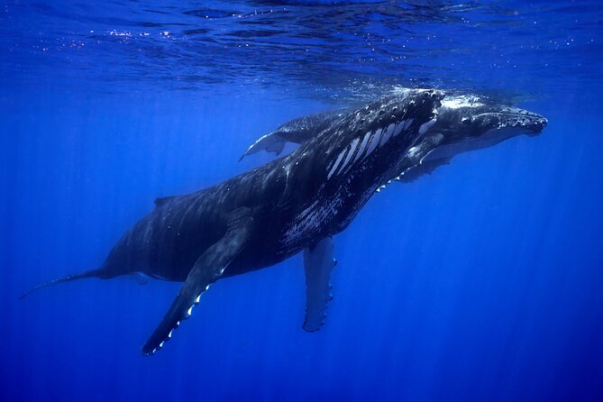 WHALE TOUR - Watching and Swimming with Whales - Guides Henua and Nicolas Set the Tone