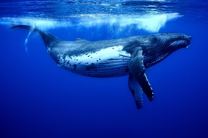 WHALE TOUR - Watching and Swimming with Whales - Open Boat, Rough Seas, and the Comfort Trade-Off