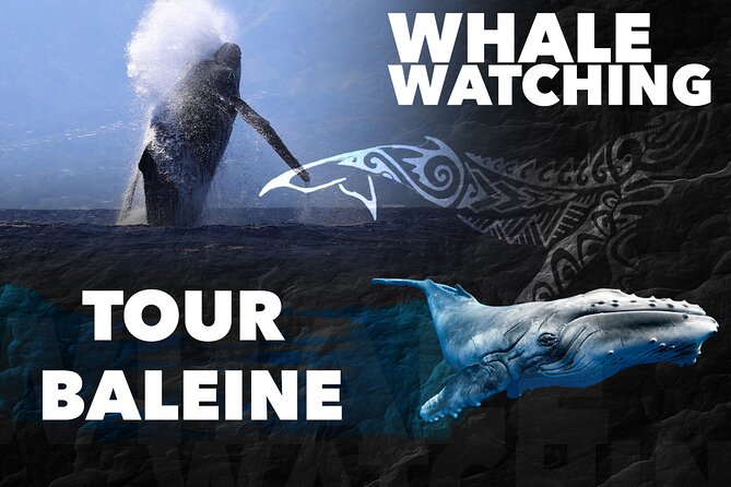 WHALE TOUR - Watching and Swimming with Whales - A Four-Hour Search for Humpback Whales