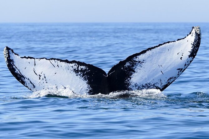 Whale watching 6 people half day - Swimming near humpback whales, when conditions allow