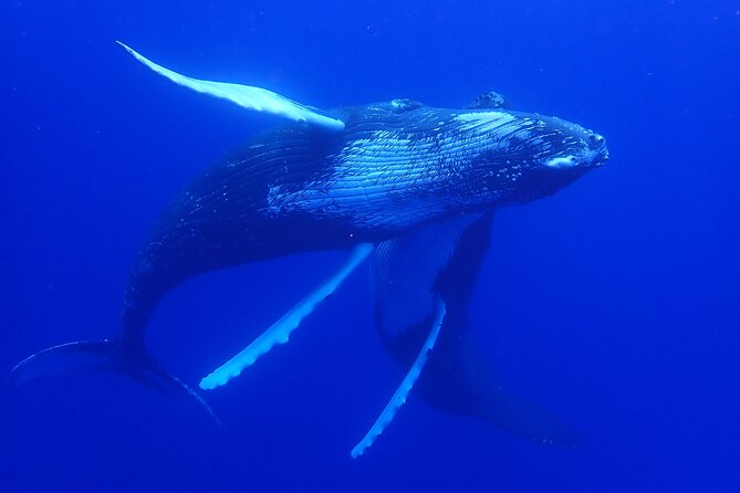 Whale watching 6 people half day - Sea conditions, seasickness, and physical demands