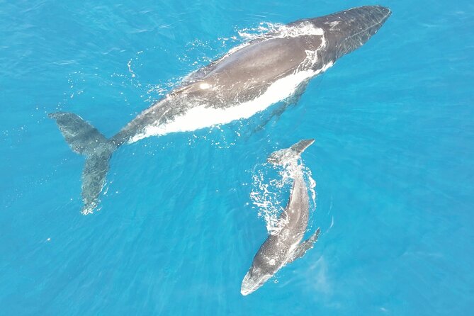 Whale Watching Activity - Why the small group matters off Tahiti