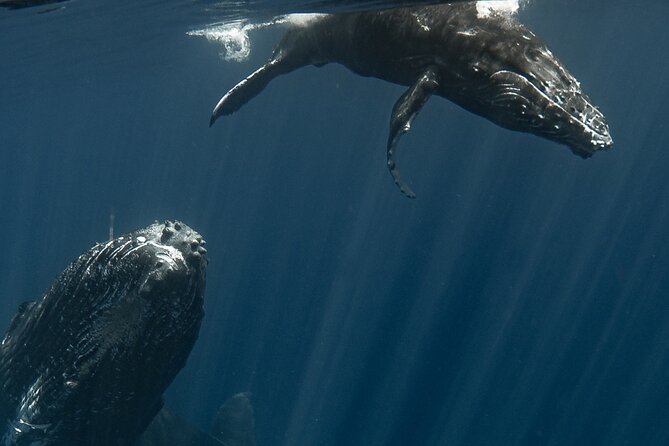 Whale Watching Activity - Entering the water with whales