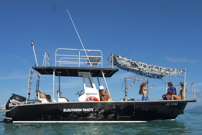 Whale Watching Activity - Choosing the best date from August 1 to November 20