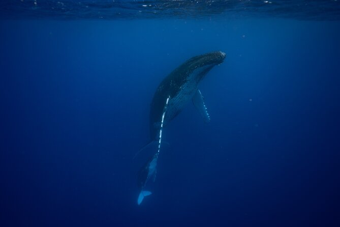 Whale watching and snorkelling in Moorea - Why this Moorea whale trip feels different